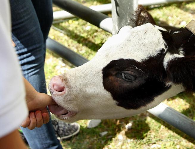 LSU AgCenter hosts AgMagic on the River at Docville Farm | Education ...