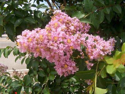How to pick the right crape myrtle tree. Hint, it's not just about color