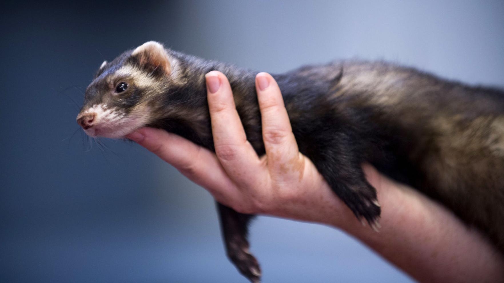 Exotic Pets Such As Guinea Pigs Ferrets And Birds Need Regular Vet Care Just Like Cats And Dogs Entertainmentlife Nolacom Exotic Pets Such As Guinea Pigs Ferrets And Birds Need Regular Vet Care Just Like Cats And Dogs Entertainmentlife Nolacom