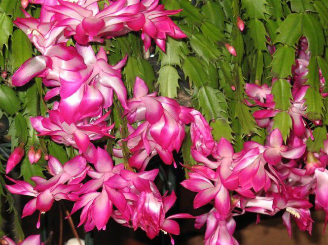 This Week S Gardening Tips Caring For A Christmas Cactus Keep Oxalis Under Control Home Garden Nola Com