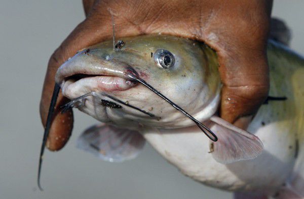 Are Mississippi River fish safe to eat? It depends: report