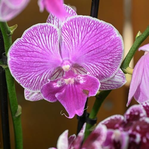 LSU Orchid Plant, LSU Faux Orchid Plant, LSU Gifts for Men, LSU