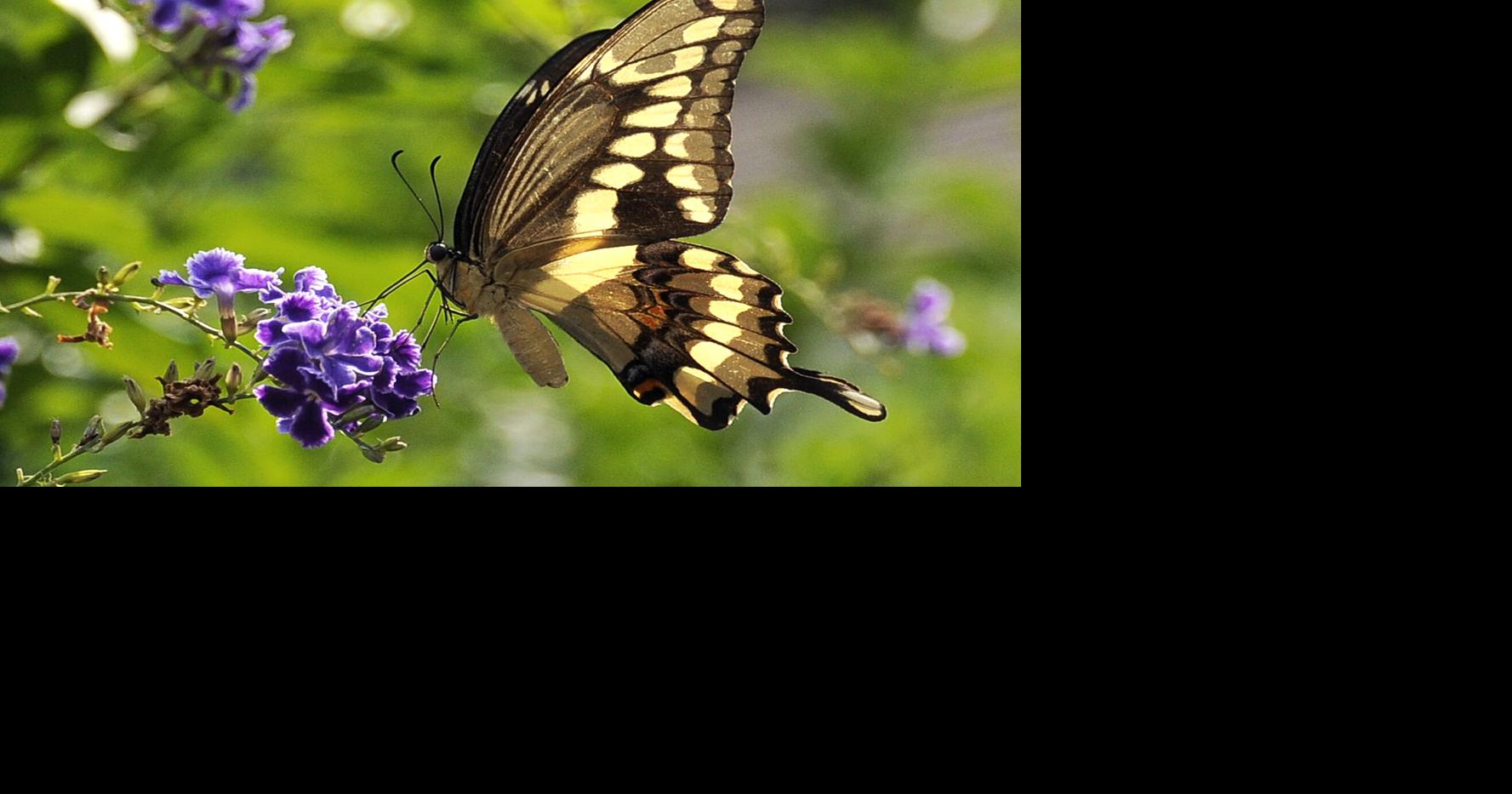 What should I do about bizarre caterpillars in the garden? Dan Gill shares his advice.
