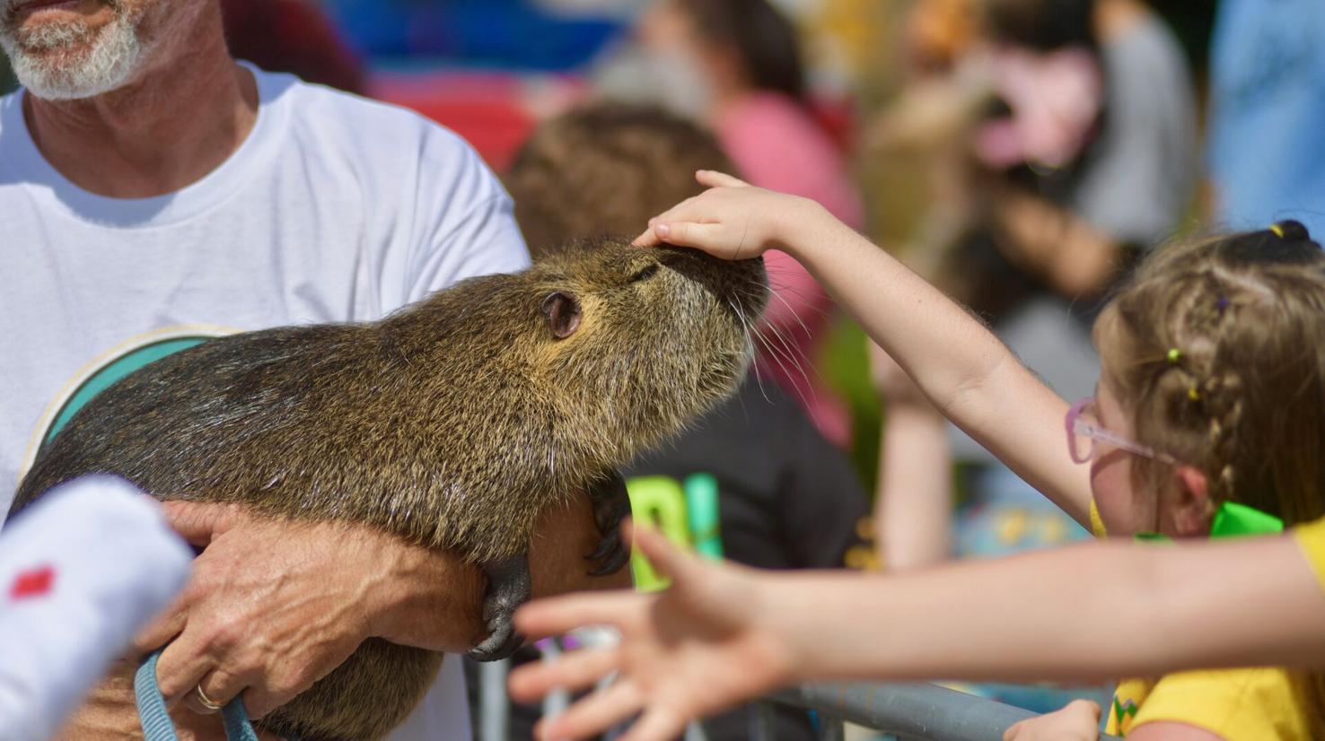 Swapped Rats Neuty the nutria, Louisiana's celebrity swap rat, has cancer | News ...