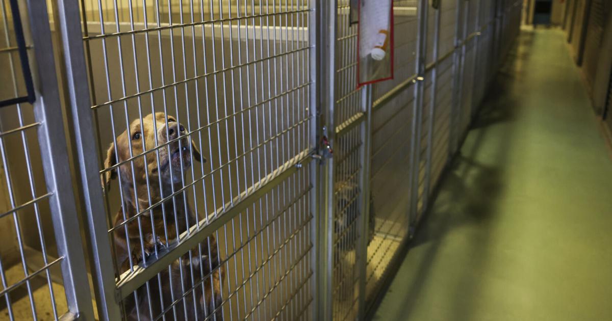 Understaffed Jefferson animal shelter struggles under surge of stray, surrendered animals | News
