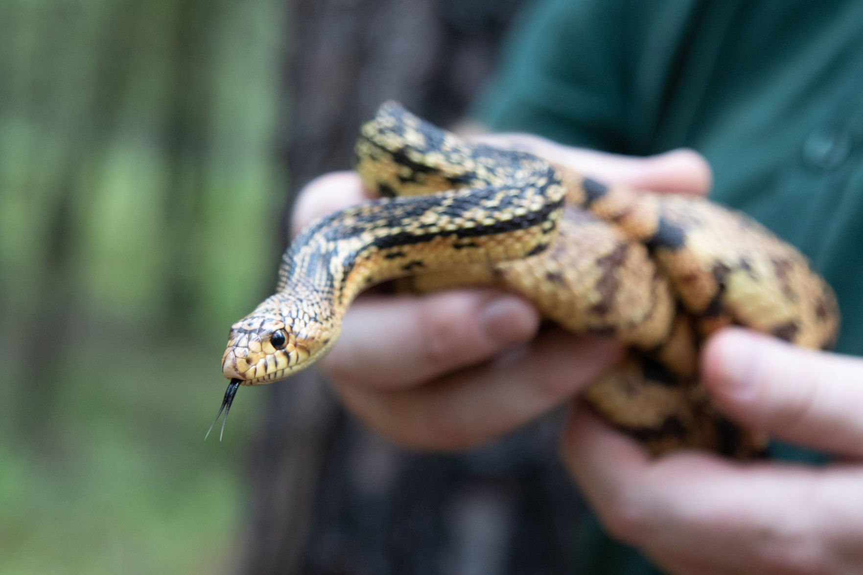 Audubon Zoo Partners In Largest Release Of Louisiana Pine Snakes ...