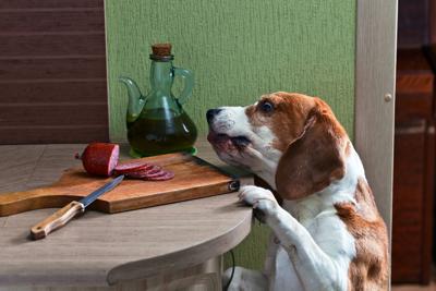 MARNI dogs Dog eating off counter.jpg (copy)