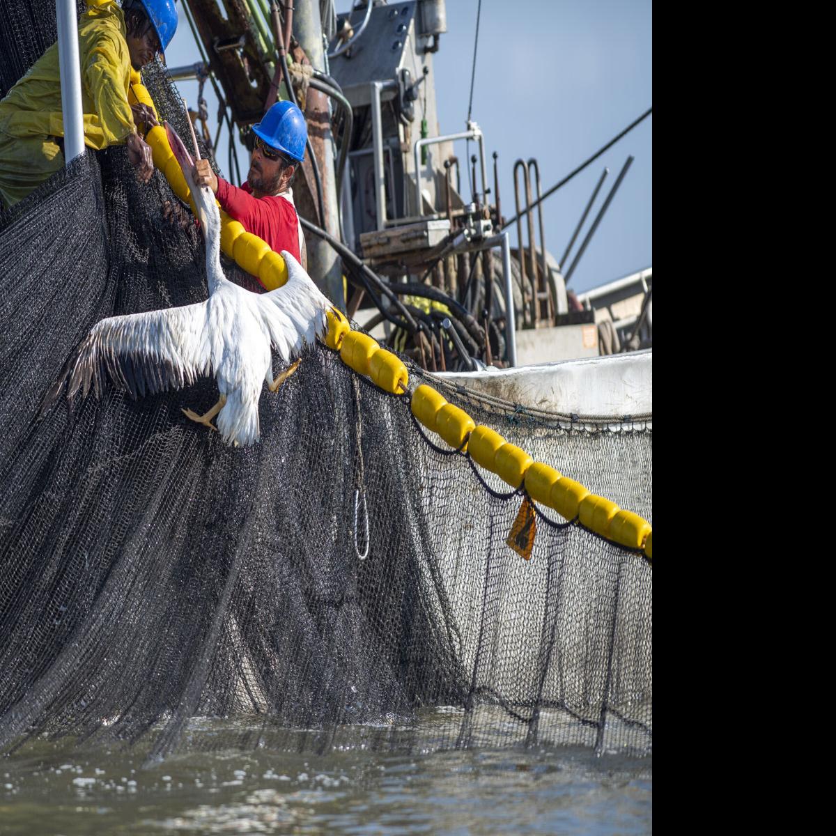 They're taking everything': Banned in other states, pogy ships catch all  they want in Louisiana, Environment, boat fishing net 