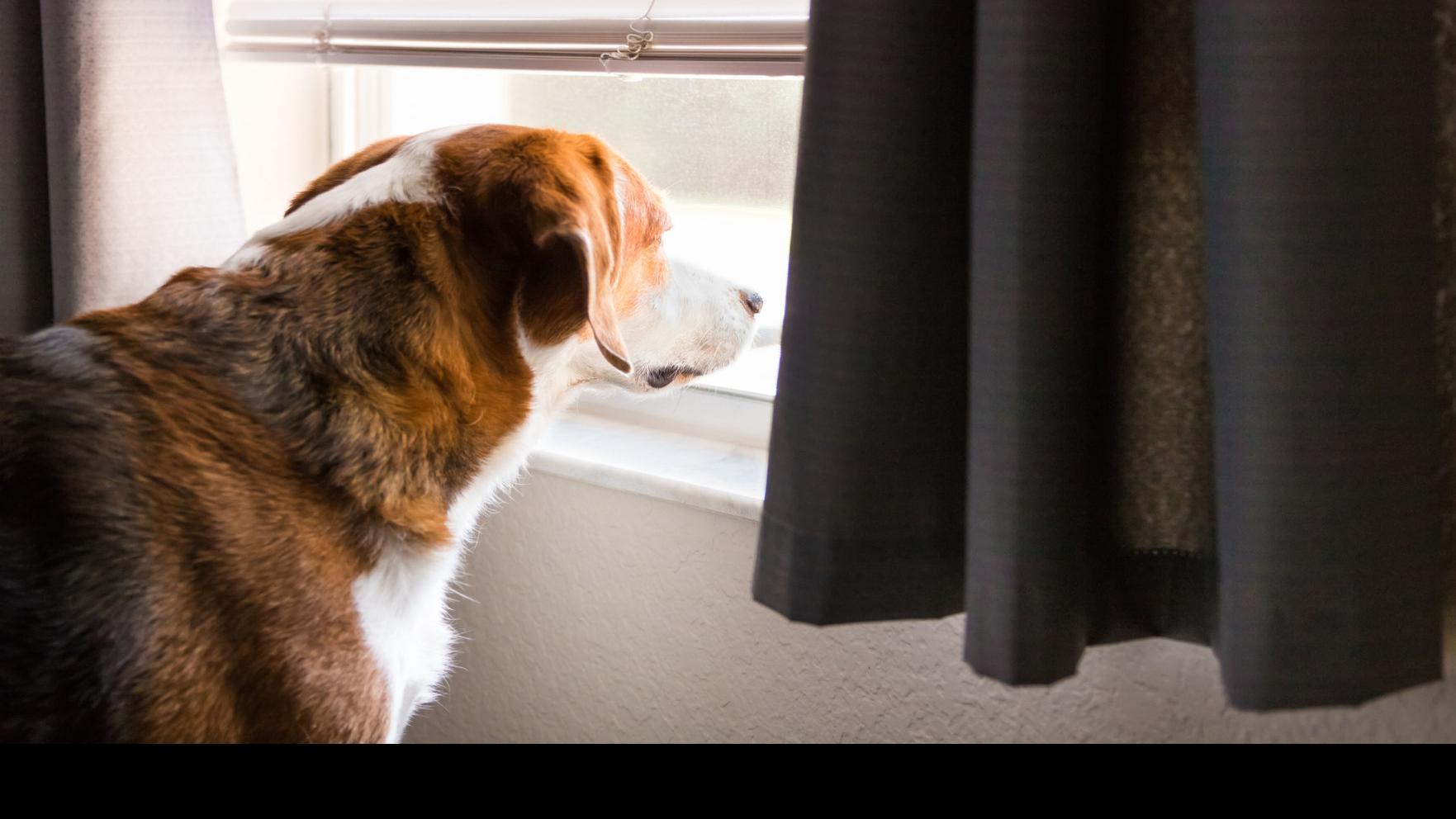 25 Must-Have Items for Dogs with Separation Anxiety - PureWow