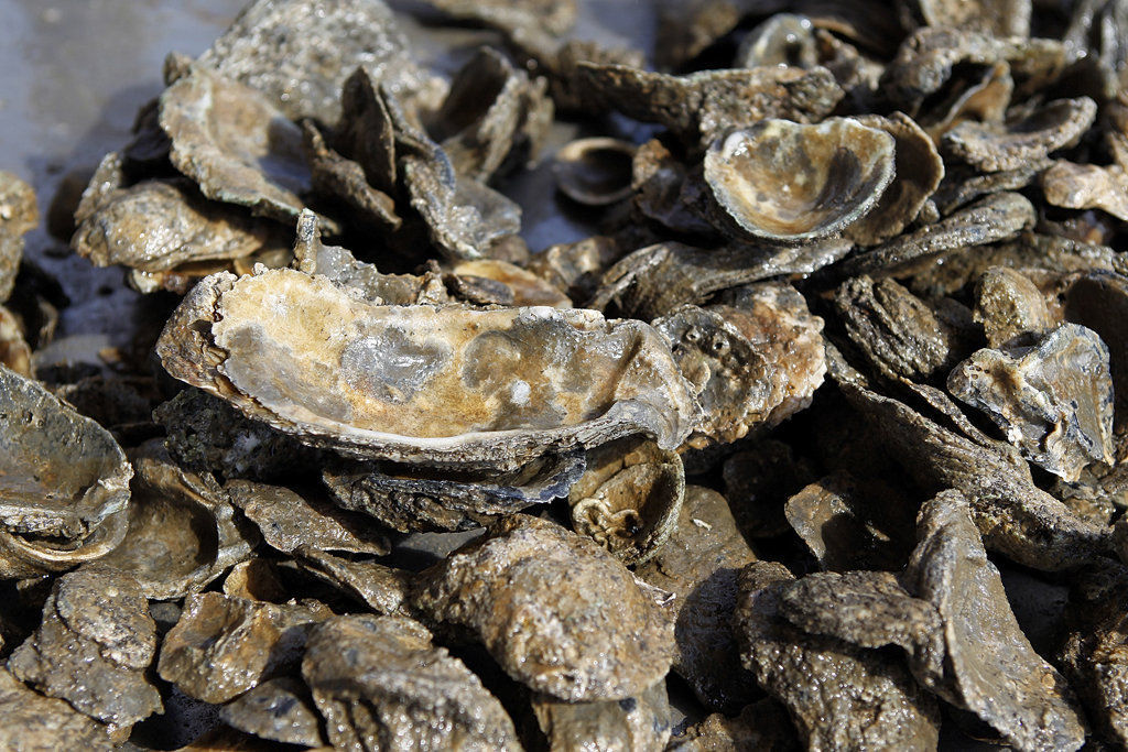 Oyster shell recycling program starts for New Orleans area restaurants