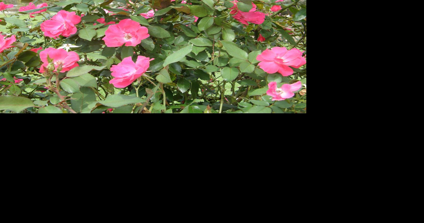 What is causing ugly black spots on hardy Knock Out roses? Check out Dan Gill's tips.