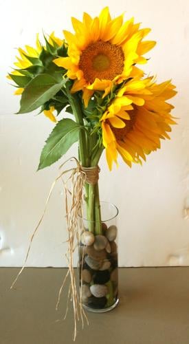 Suncredible® Yellow Sunflower, Order Plants Online