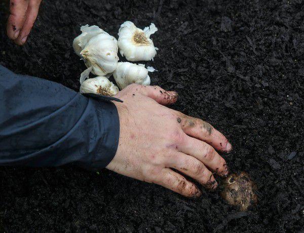 Which type of soil is best for a raised vegetable garden? | Home/Garden