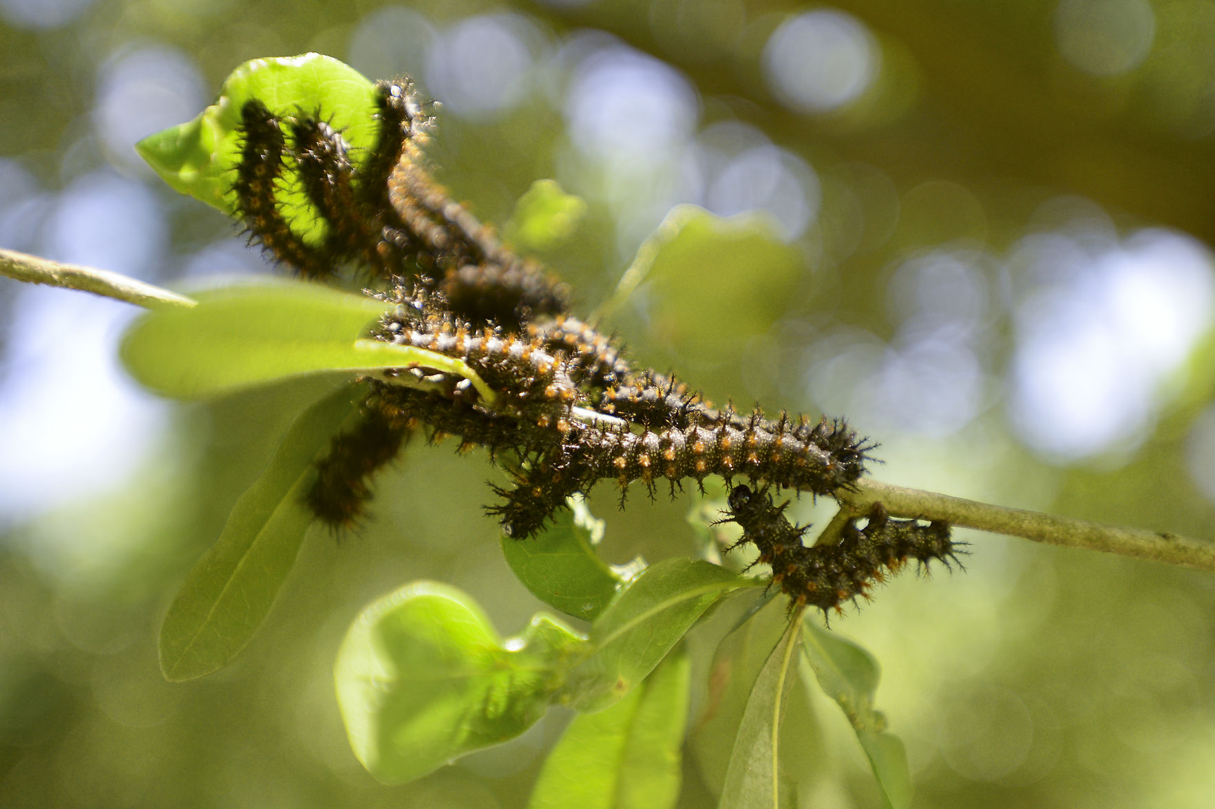 What is a buck moth caterpillar? Do they sting in Louisiana ...