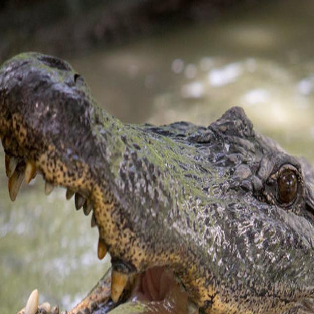Alligator Farm Grows Prized Skins for Purses