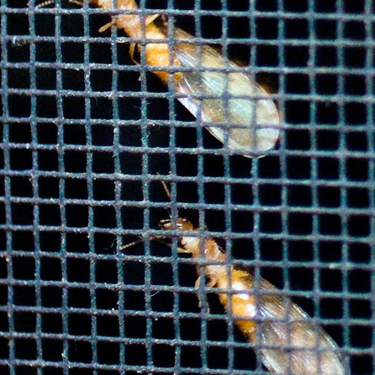 Bugs Make A Repast Of The Past Environment Nola Com