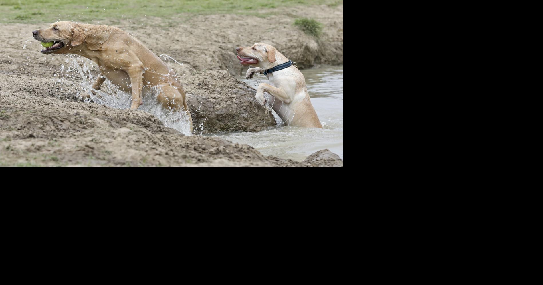 For dogs with a social life, kennel cough is easy to catch. But it's