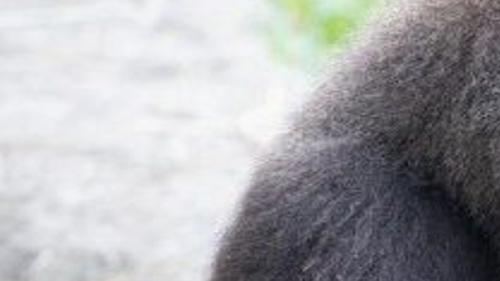 Baby Gorilla Born At Audubon Zoo In New Orleans See Adorable Video News Nola Com