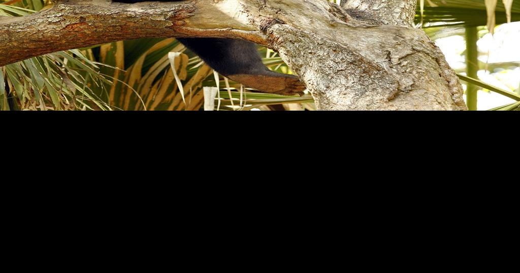 Zoobilation and more things to do in New Orleans Wednesday Louisiana