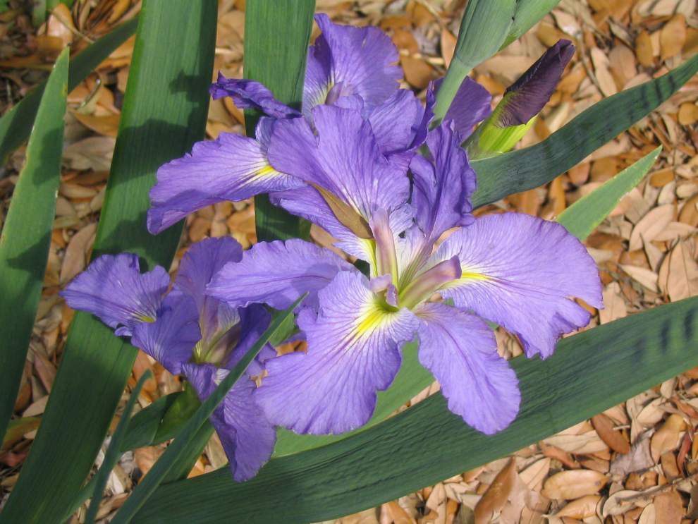 Plant sale set April 13 at Baton Rouge Botanic Garden