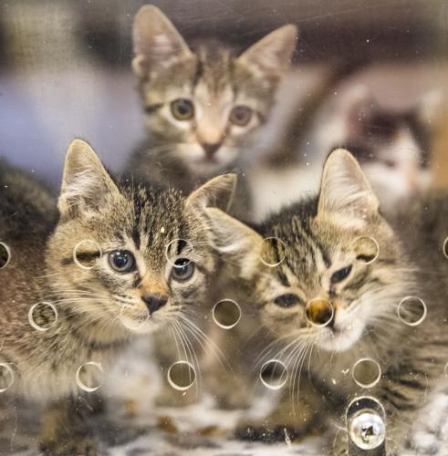 cat haven baton rouge staff