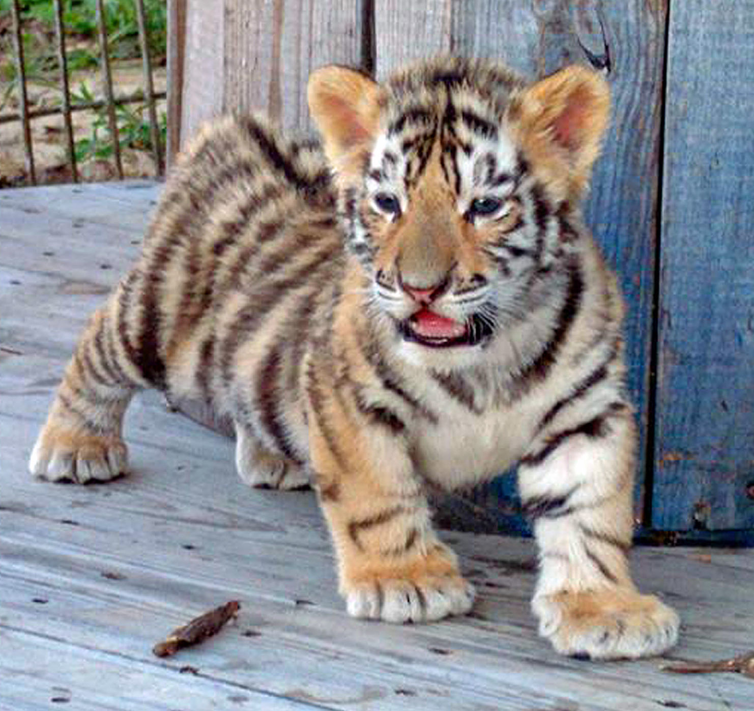 Team Baby: Baby Tiger - Lsu [DVD](中古品) 5dd770967a69b.image.jpg?resize