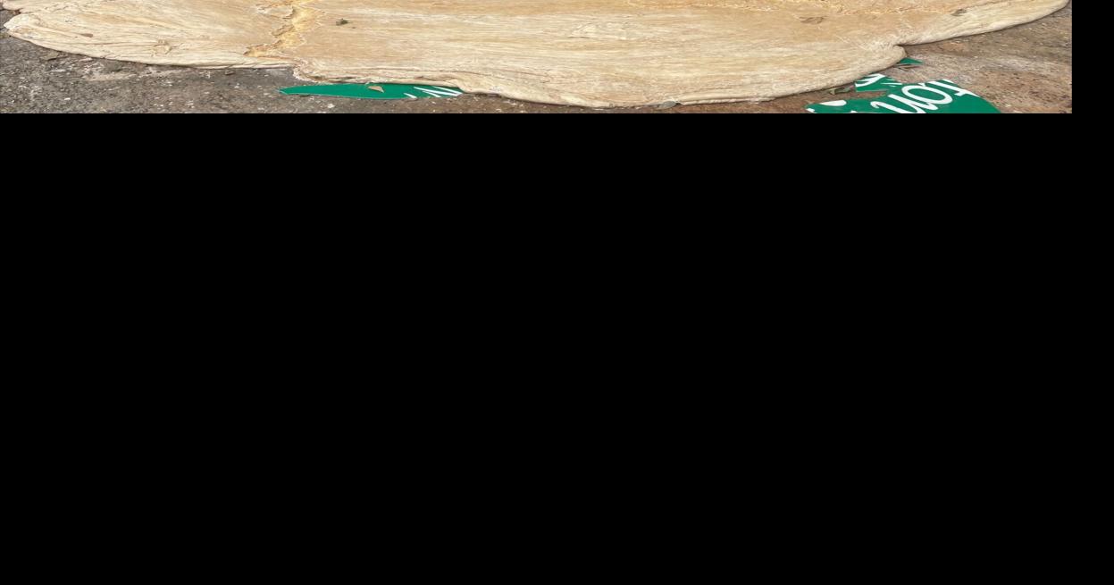 After escape from Covington dumpster, pizza dough blob begins its slow