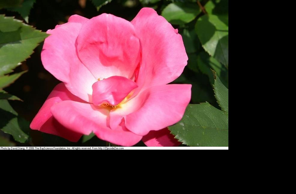 Everything you need to know to plant roses: Dan Gill | Home/Garden ...