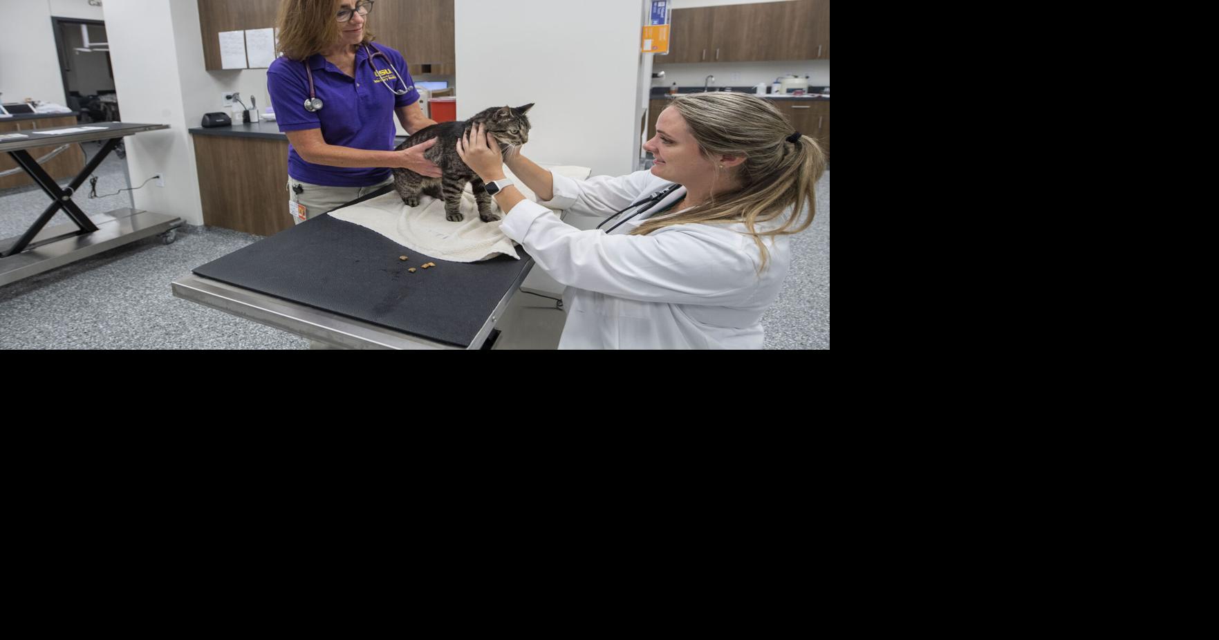 Considering a pet? Feel about these costs in advance of you commit | Amusement/Existence