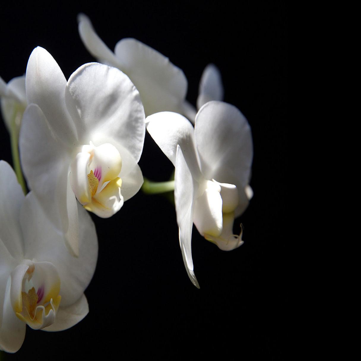 Phalaenopsis Orchids Tips For Growing These Gorgeous Plants Home Garden Nola Com