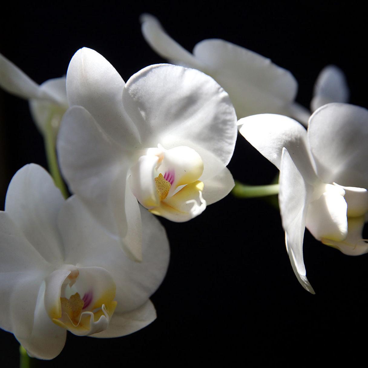 Phalaenopsis Orchids Tips For Growing These Gorgeous Plants Home Garden Nola Com