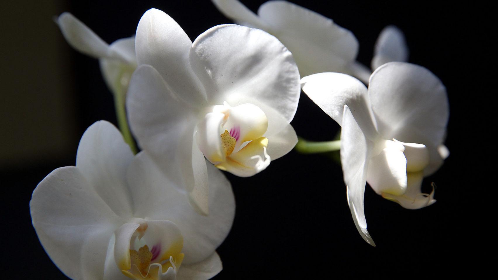 Phalaenopsis Orchids Tips For Growing These Gorgeous Plants Home Garden Nola Com