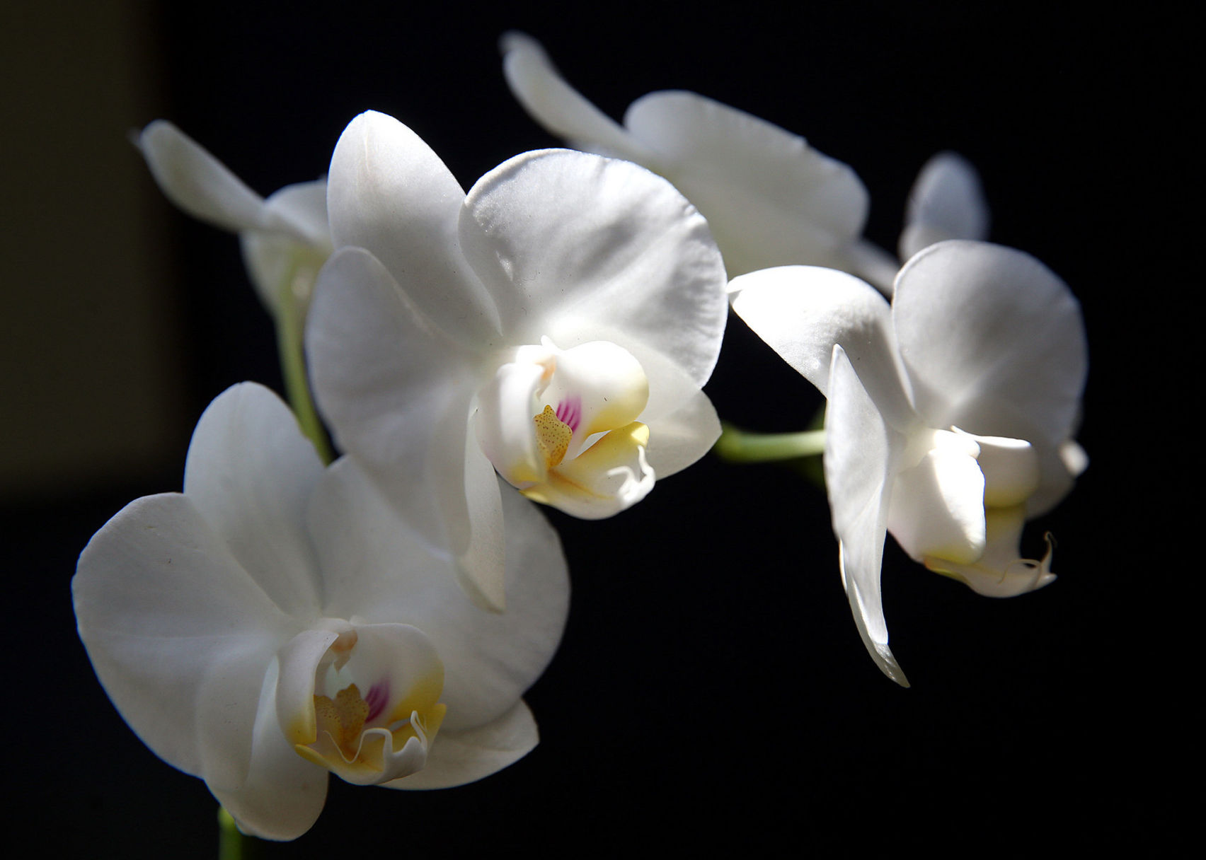 Phalaenopsis Orchids Tips For Growing These Gorgeous Plants Home Garden Nola Com