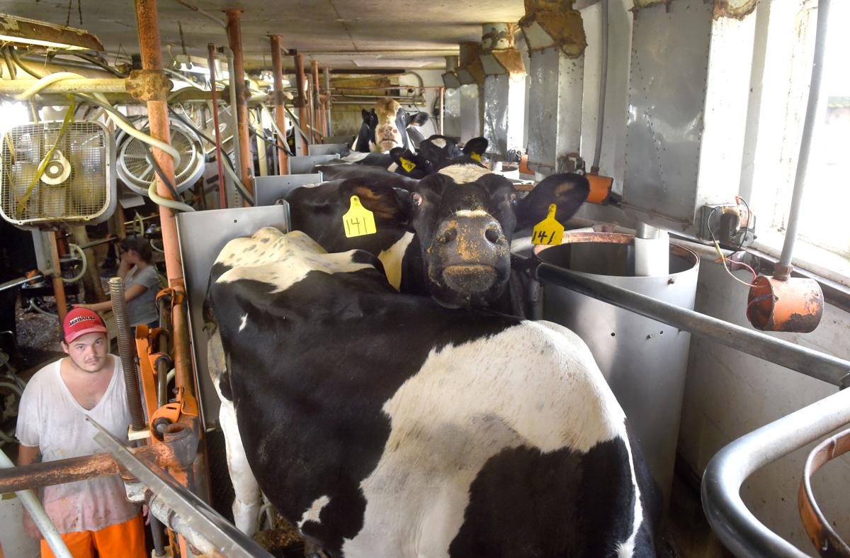 Once cash cow, Louisiana dairy farming becoming vanishing ...