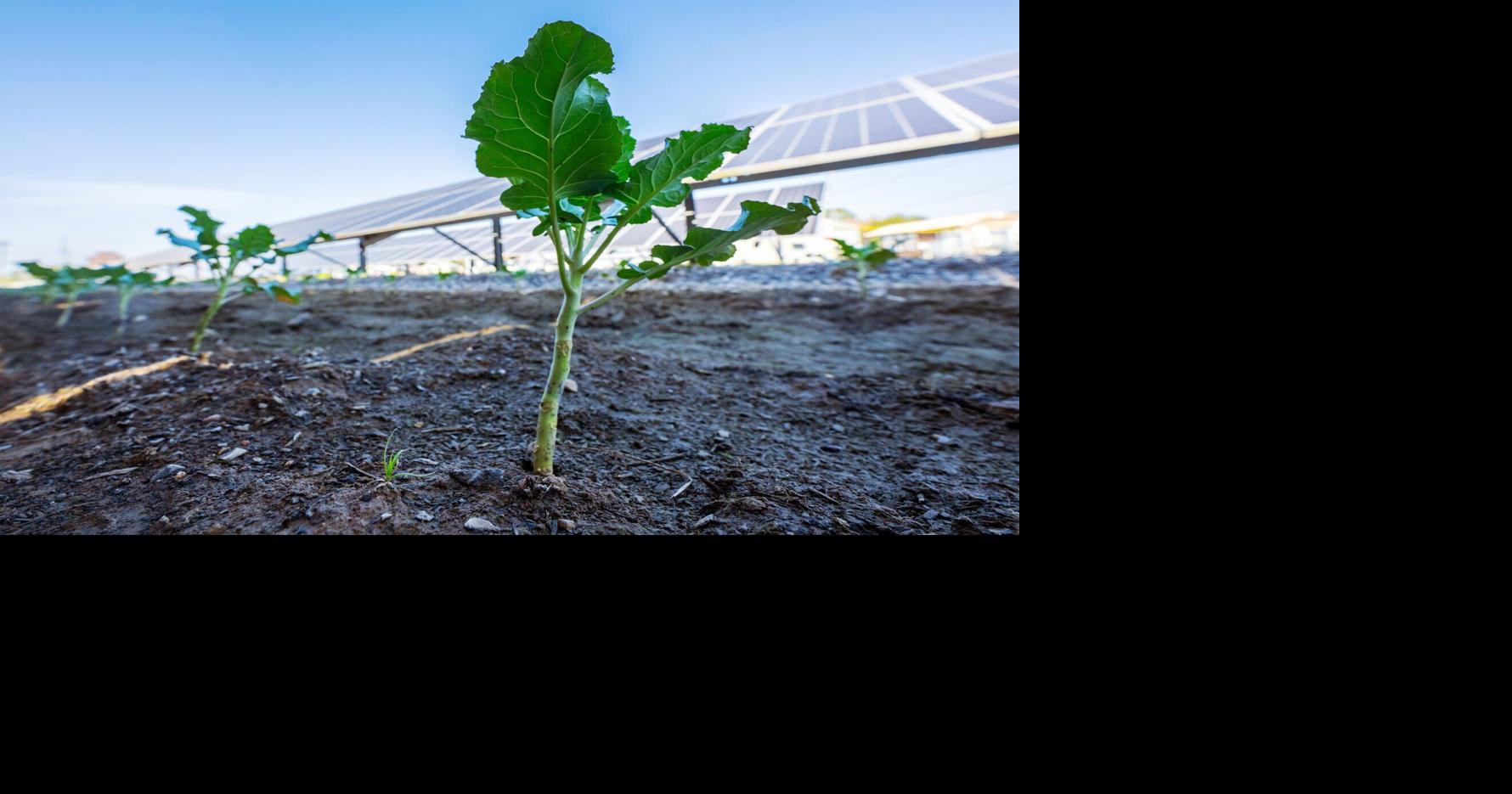 What’s growing under these Lafayette solar panels could transform — and test — Louisiana farming