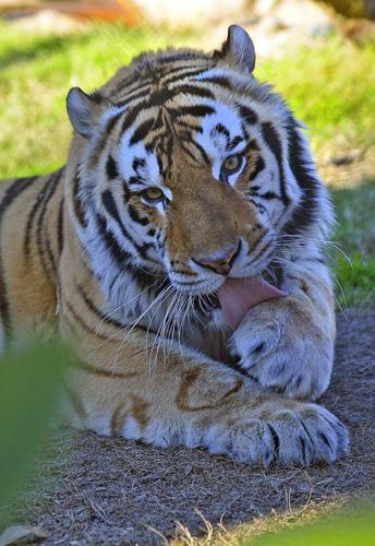 Video: Moe Athmann captures Mike VI at his best in moving tribute | |  nola.com