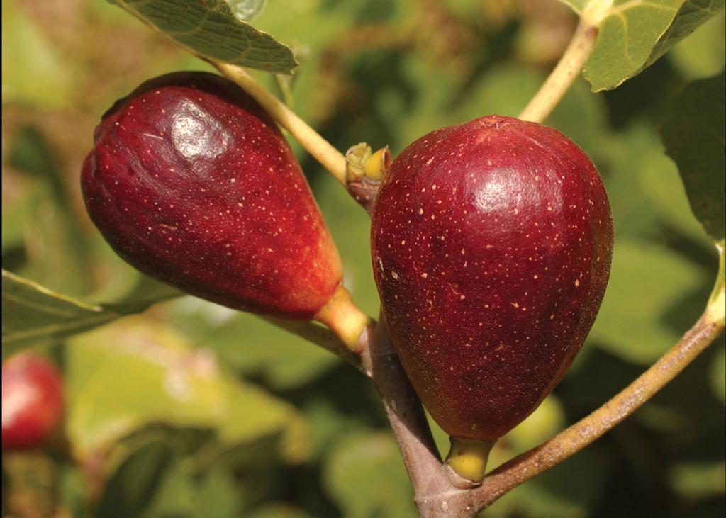 Dan Gill Want Fruit Try An Easy To Grow Fig Tree Home Garden Nola Com
