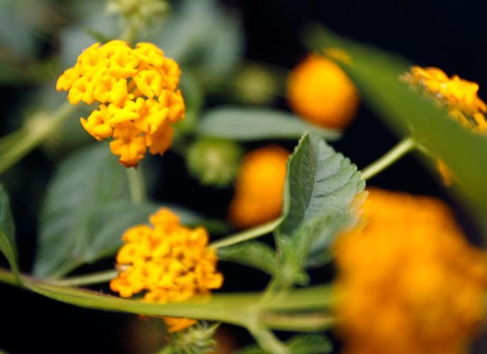 This week's gardening tips vegetables to plant in June and plant