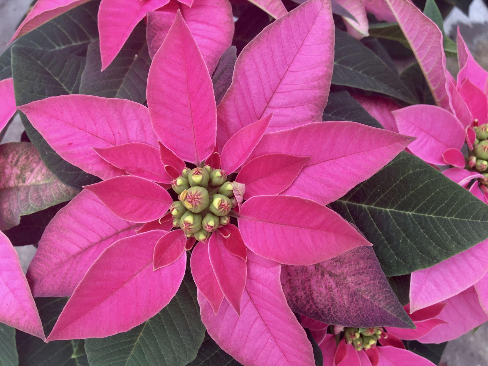 Should You Plant Leftover Poinsettias In The Garden Here S What To Know Dan Gill Mailbag Home Garden Nola Com