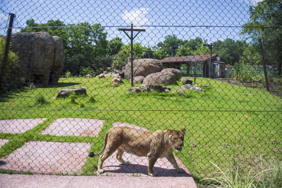 Photos Get first look at Audubon Zoo's new lion exhibit ahead of