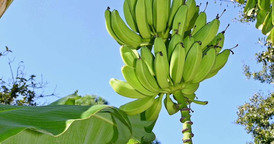 With proper care and mild winters, banana trees can thrive in south Louisiana landscapes
