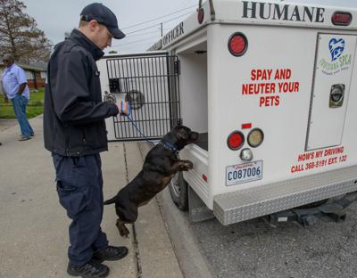 Your pet has gone missing. What do you do now? Here are some ways to ...