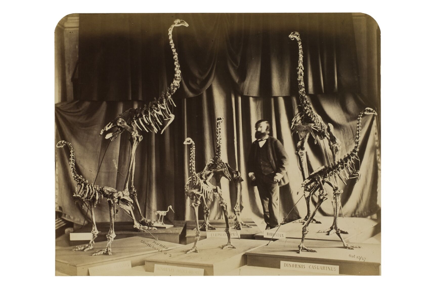 Discovery of extinct bird skeletons was 