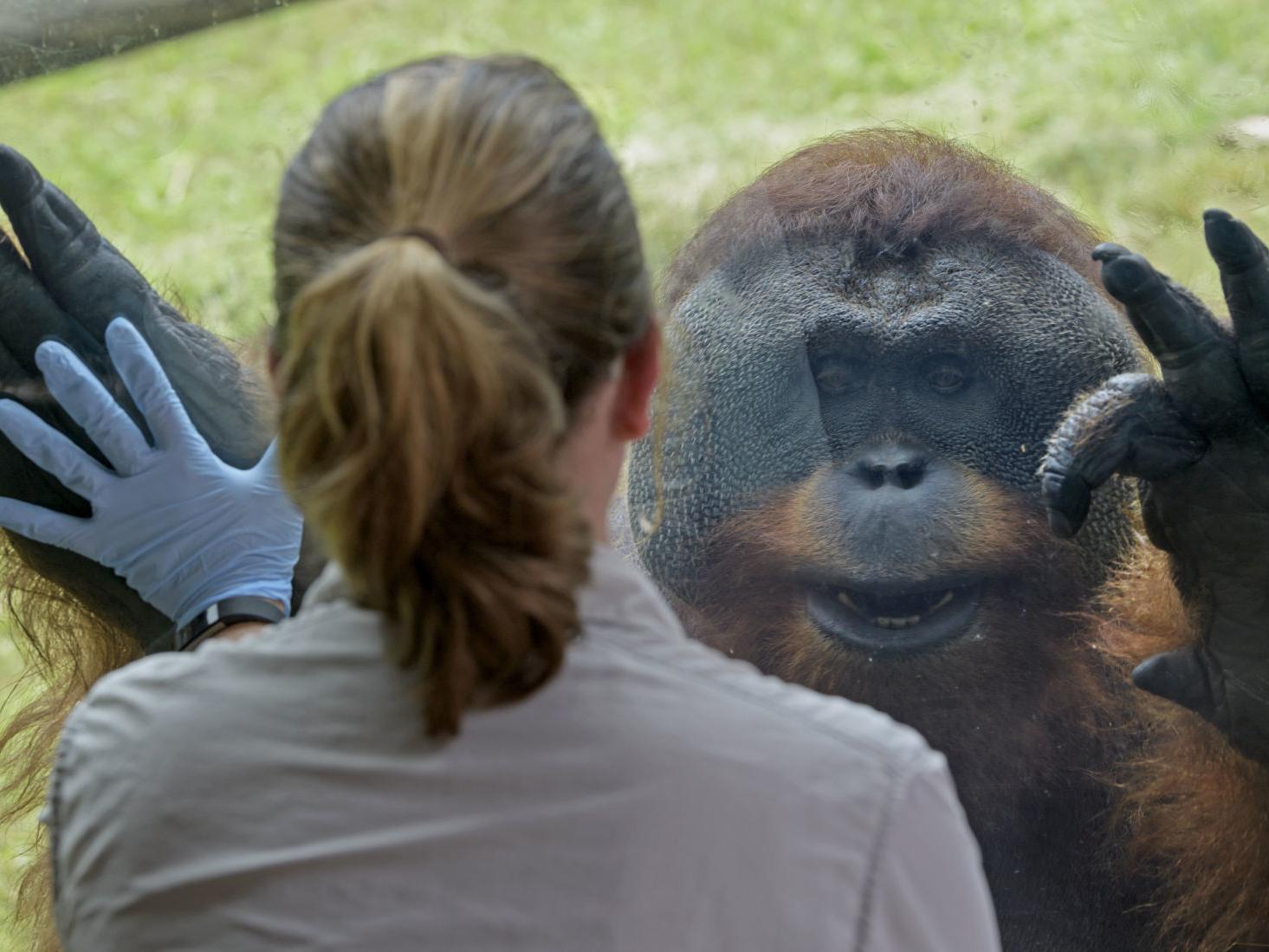 Audubon Zoo To Bid Farewell To Casey And Berani Gorilla And Orangutan Set To Depart New Orleans News Nola Com Audubon Zoo To Bid Farewell To Casey And Berani Gorilla And Orangutan Set To Depart New Orleans News Nola Com