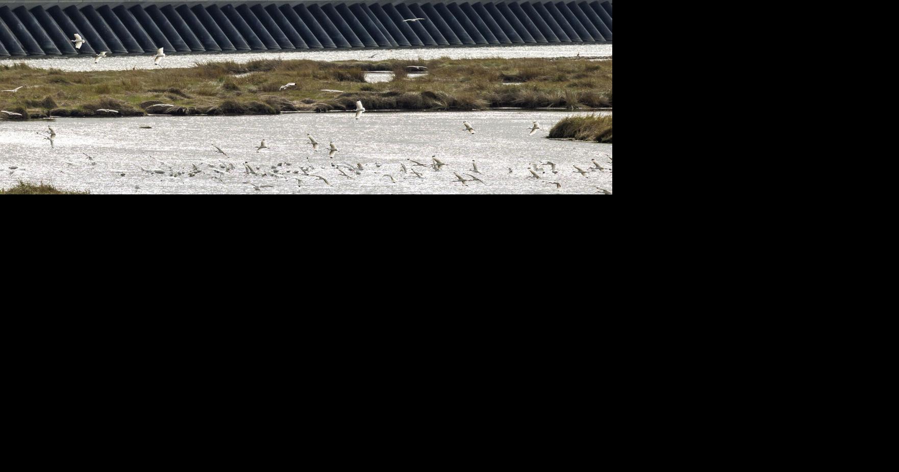 Can the Dutch now learn flood control lessons from New Orleans? 'Katrina was the incentive.'