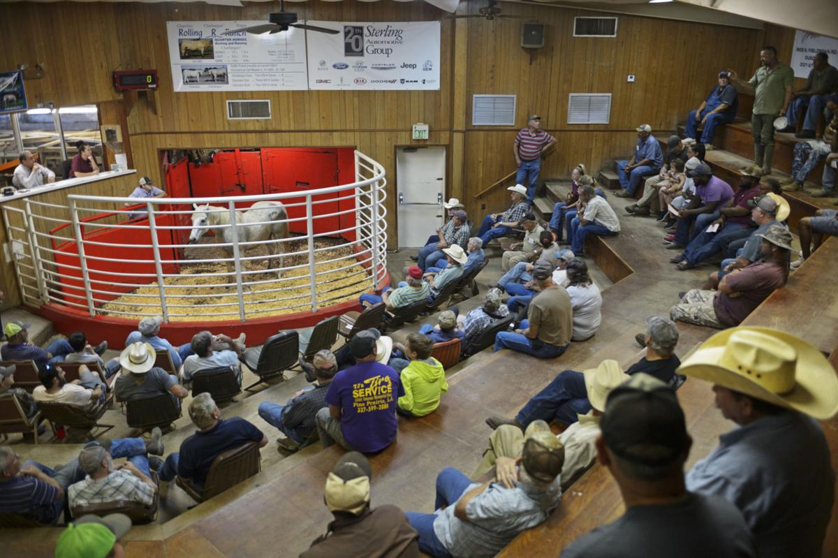 Special report For Louisiana racehorses, failure at the track can end