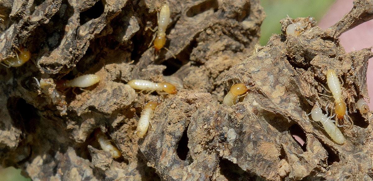 How Long Do Formosan Termites Swarm Termites Info