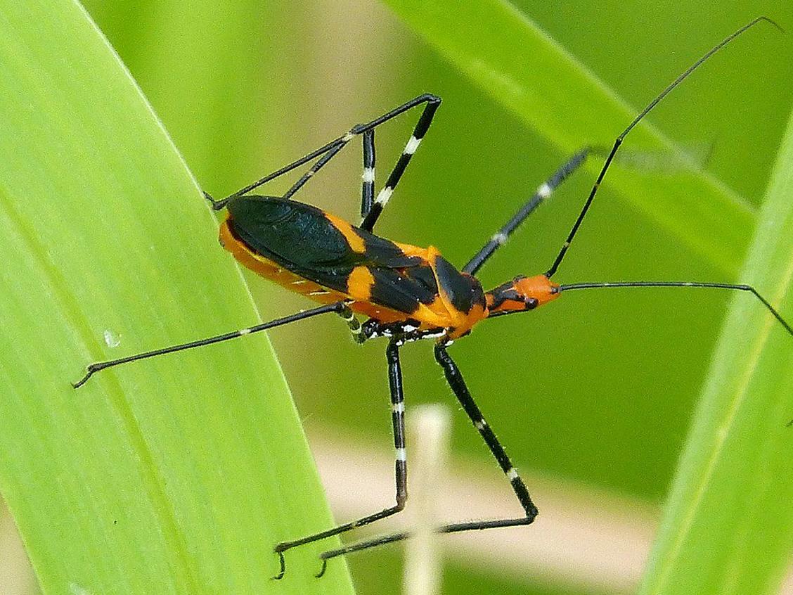 Dan Gill's garden advice: Let the 'assassin bug' do its work ...