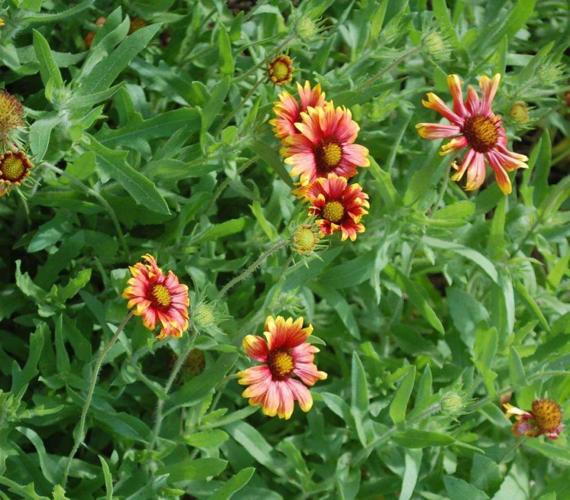 Butterflies are free… Home/Garden