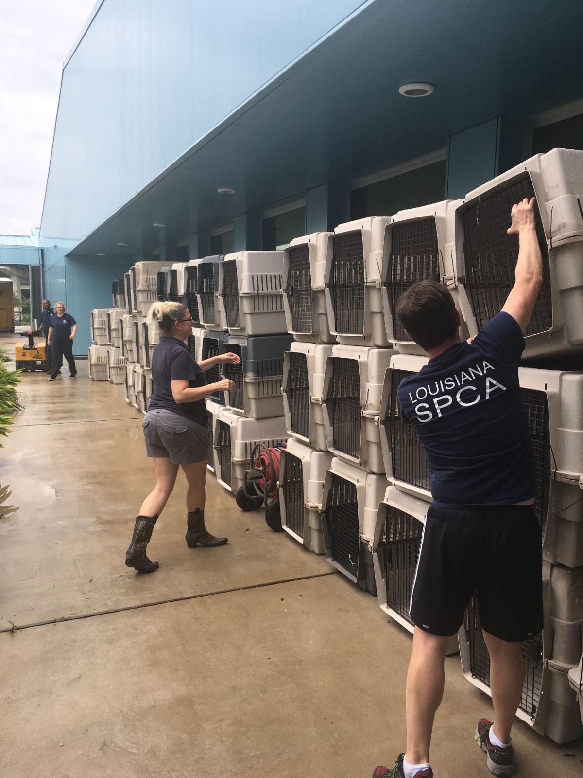 Louisiana Spca Making Room At Algiers Facility For Animals Displaced By Hurricane Harvey News Nola Com